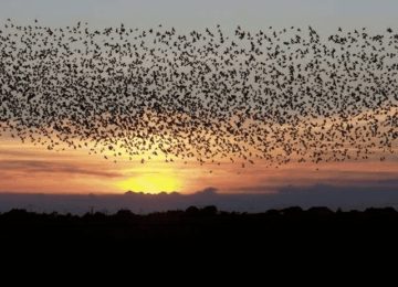 Suara Burung Walet Terbaik Adalah Kunci Kesuksesan Anda, Berikut Sedikit Ulasanya