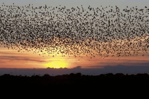 Suara Burung Walet Terbaik Adalah Kunci Kesuksesan Anda, Berikut Sedikit Ulasanya